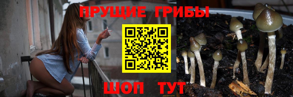 Дальнегорск  Галлюциногенные грибы Cubensis  Вход с VPN 